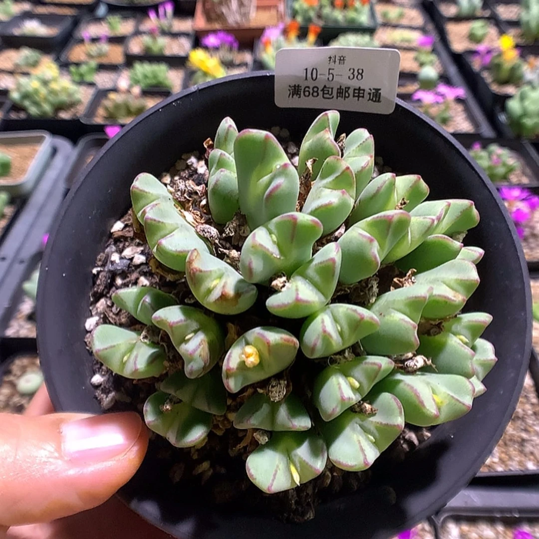 【闪购商品】10-5-38小菊之舞一群 320