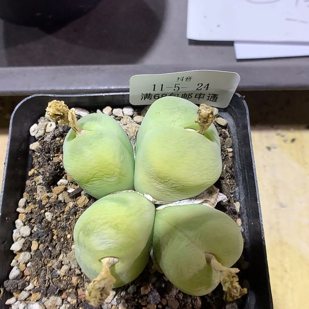 【闪购商品】11-5-24 翠光一群特80