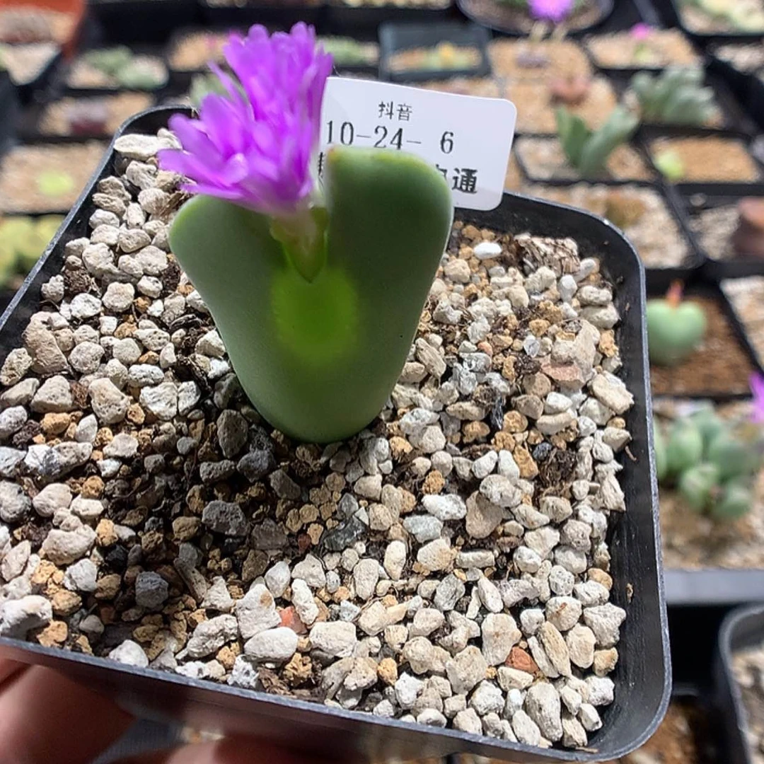 【闪购商品】10-24-6 大眼睛空蝉一颗特50