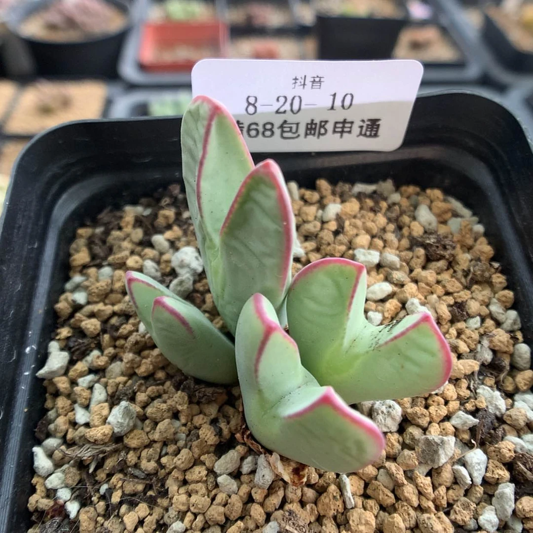 【闪购商品】天津8-20-10 少将一群 特25