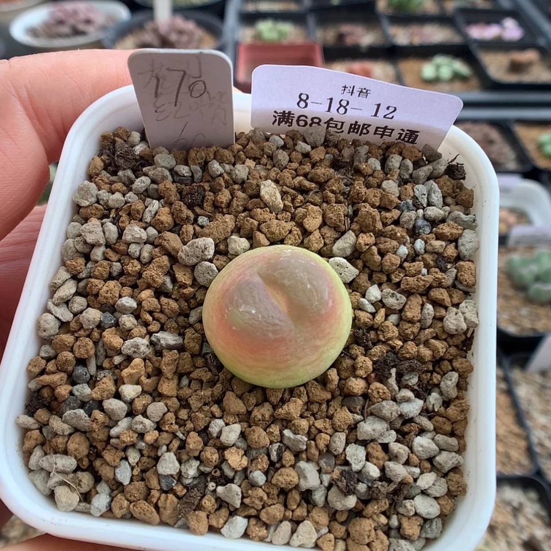 【闪购商品】天津8-18-12 拉登一颗 特170