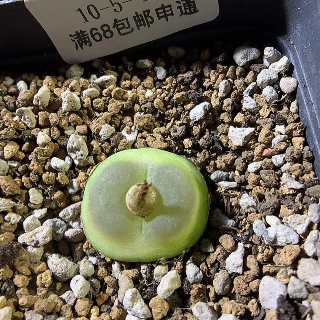 【闪购商品】10-5-10 拉登一颗特 166