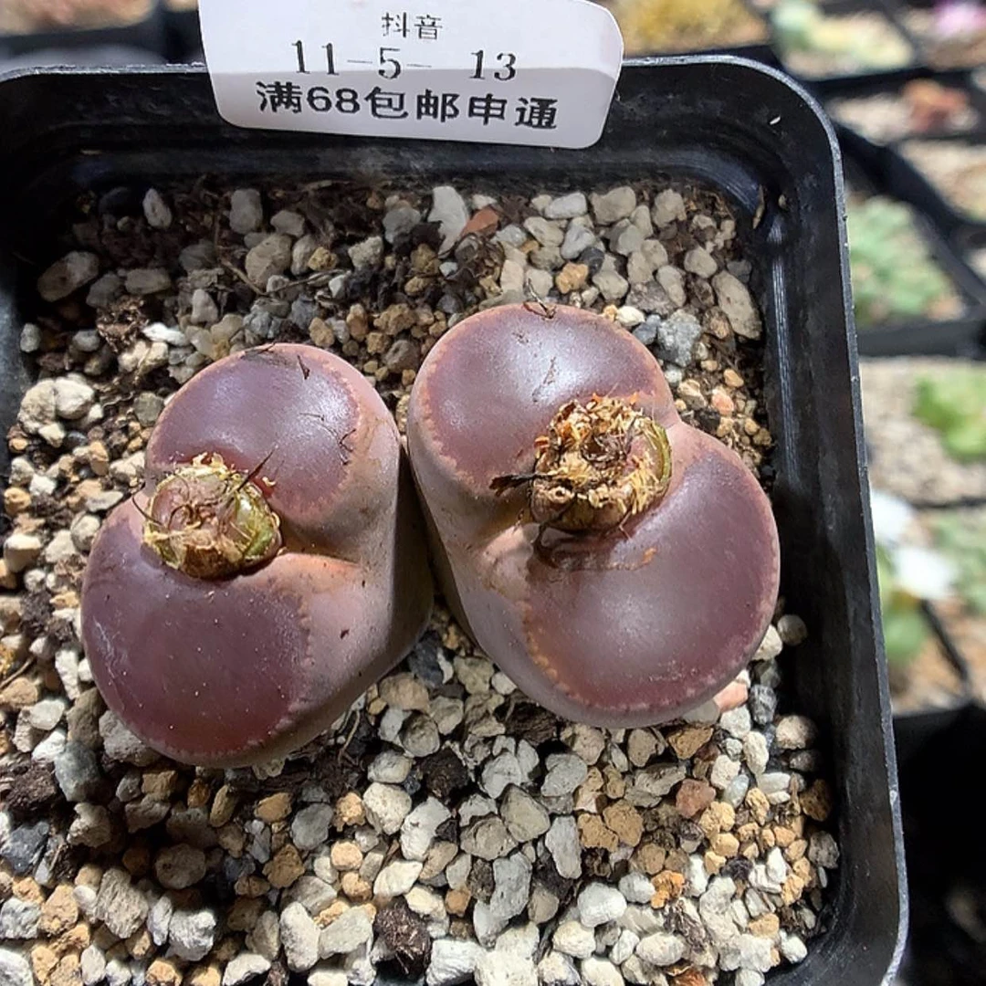 【闪购商品】11-5-13 ko母本一颗特 100