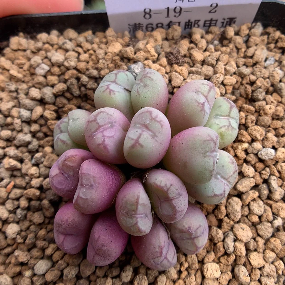 【闪购商品】天津8-19-2 猴脸一群 特300