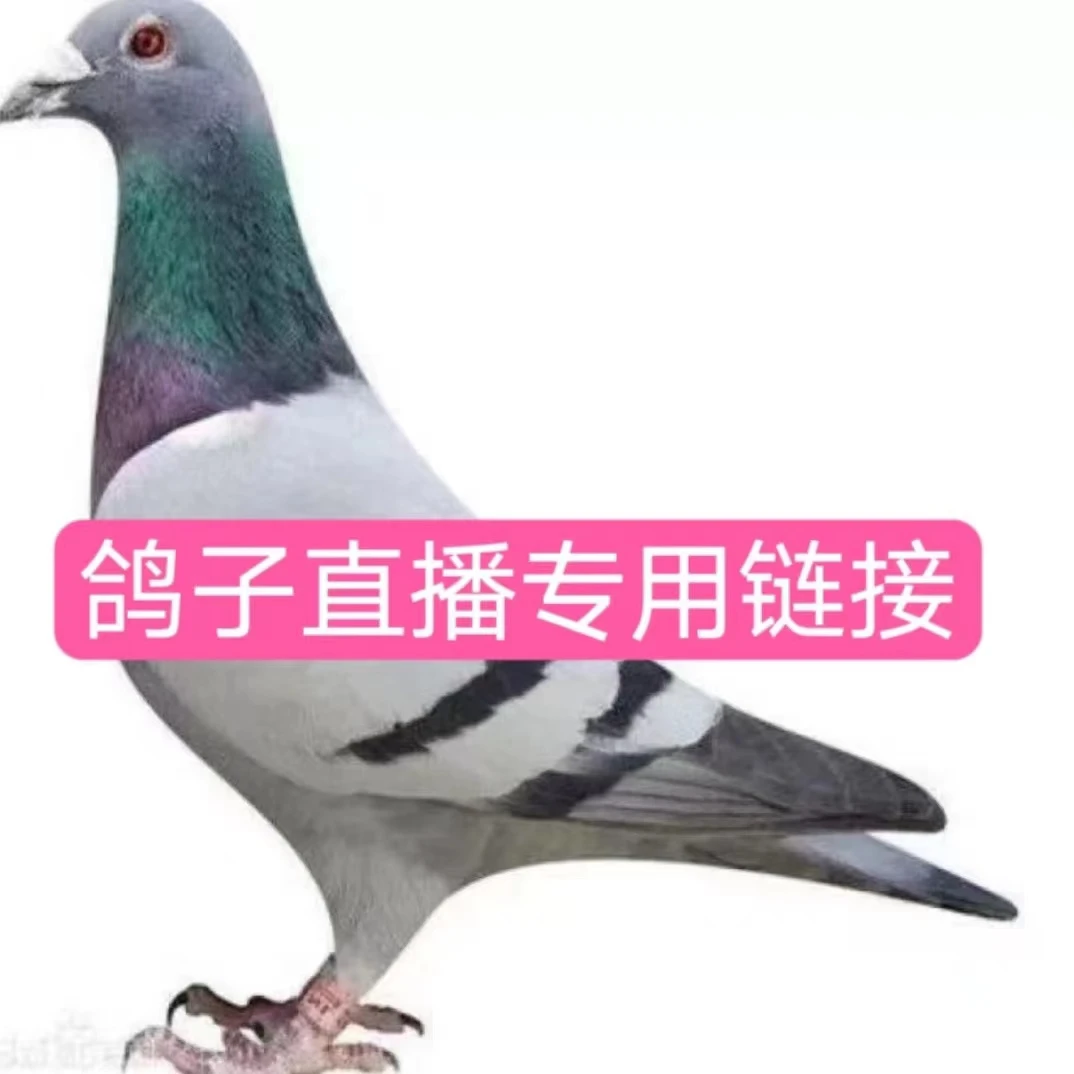 农家散养土信鸽煲汤煮炖汤肉质鲜嫩（8只装）