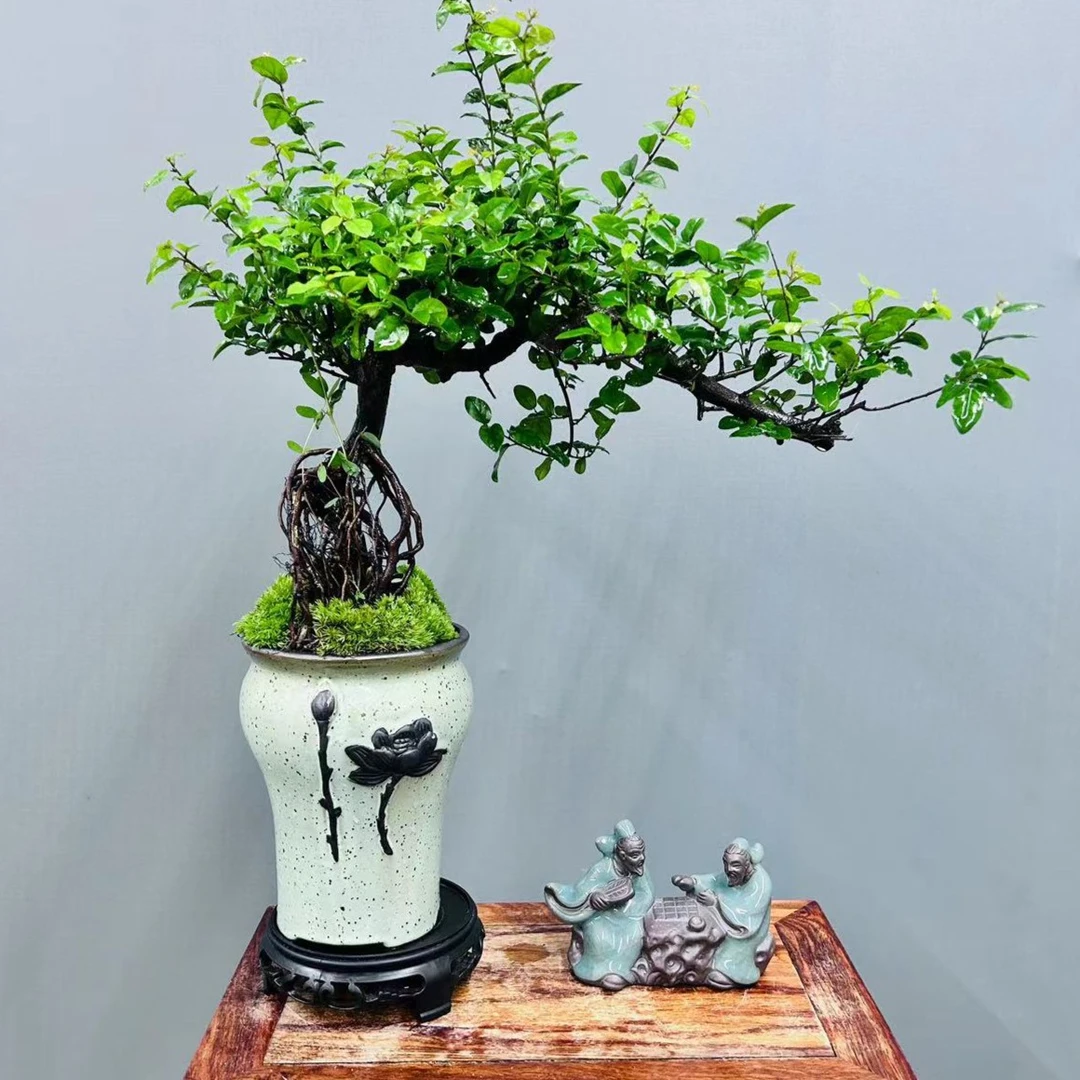 老桩飘枝孔雀梅盆景老桩意境好养绿植花卉室内客厅盆栽办公室植物