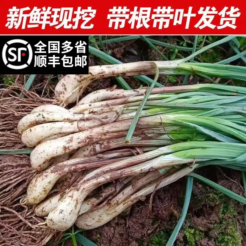 【顺丰包邮】现挖现发新鲜带叶带根须藠头荞头时令茭头当季叫头教头