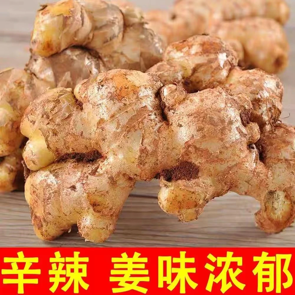 【特价抢购】云南小黄姜生姜现挖新姜嫩姜老姜仔姜月子姜沙姜