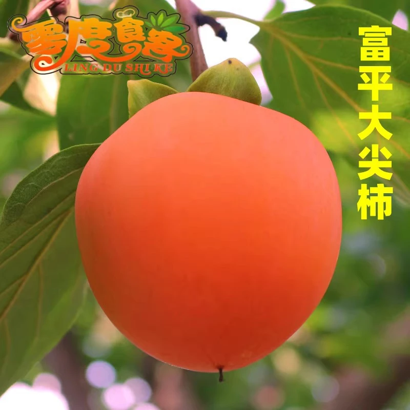 陕西富平大尖柿子柿饼原料果汁美肉厚5斤装