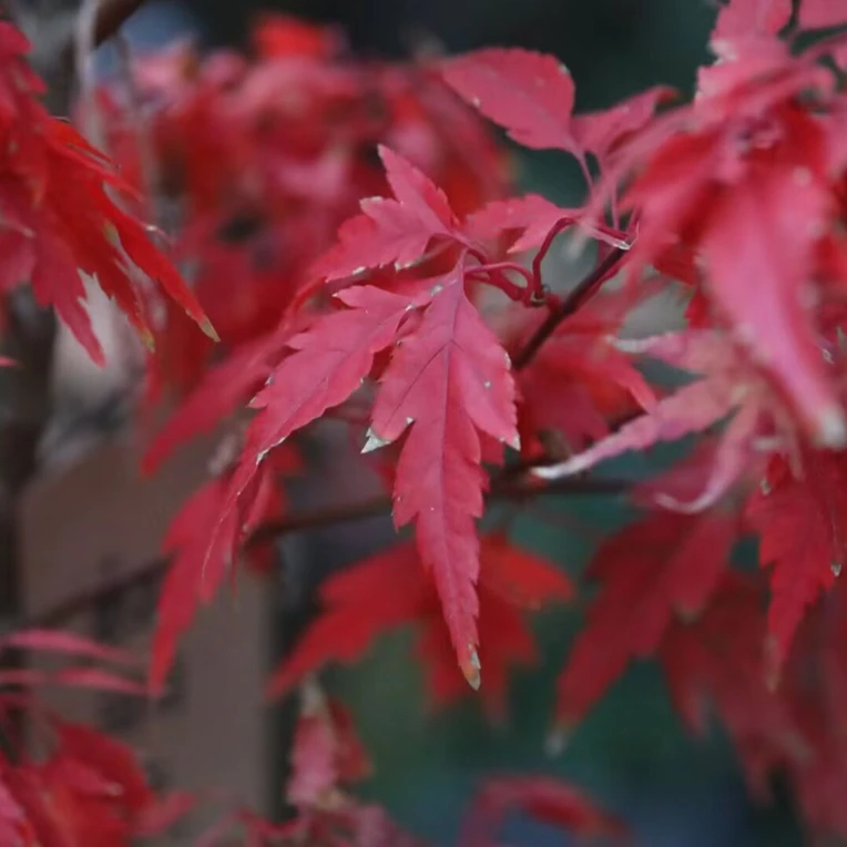 红黄青三色枫树组合庭院阳台种植美化环境