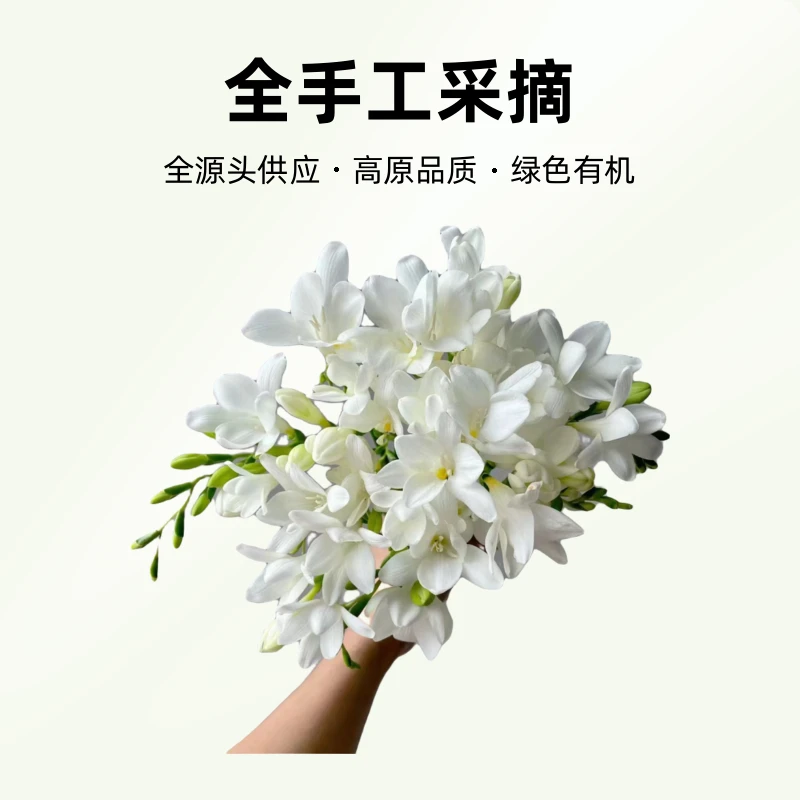 娜欧米品牌【高原品质】小苍兰A级发航空2单包邮