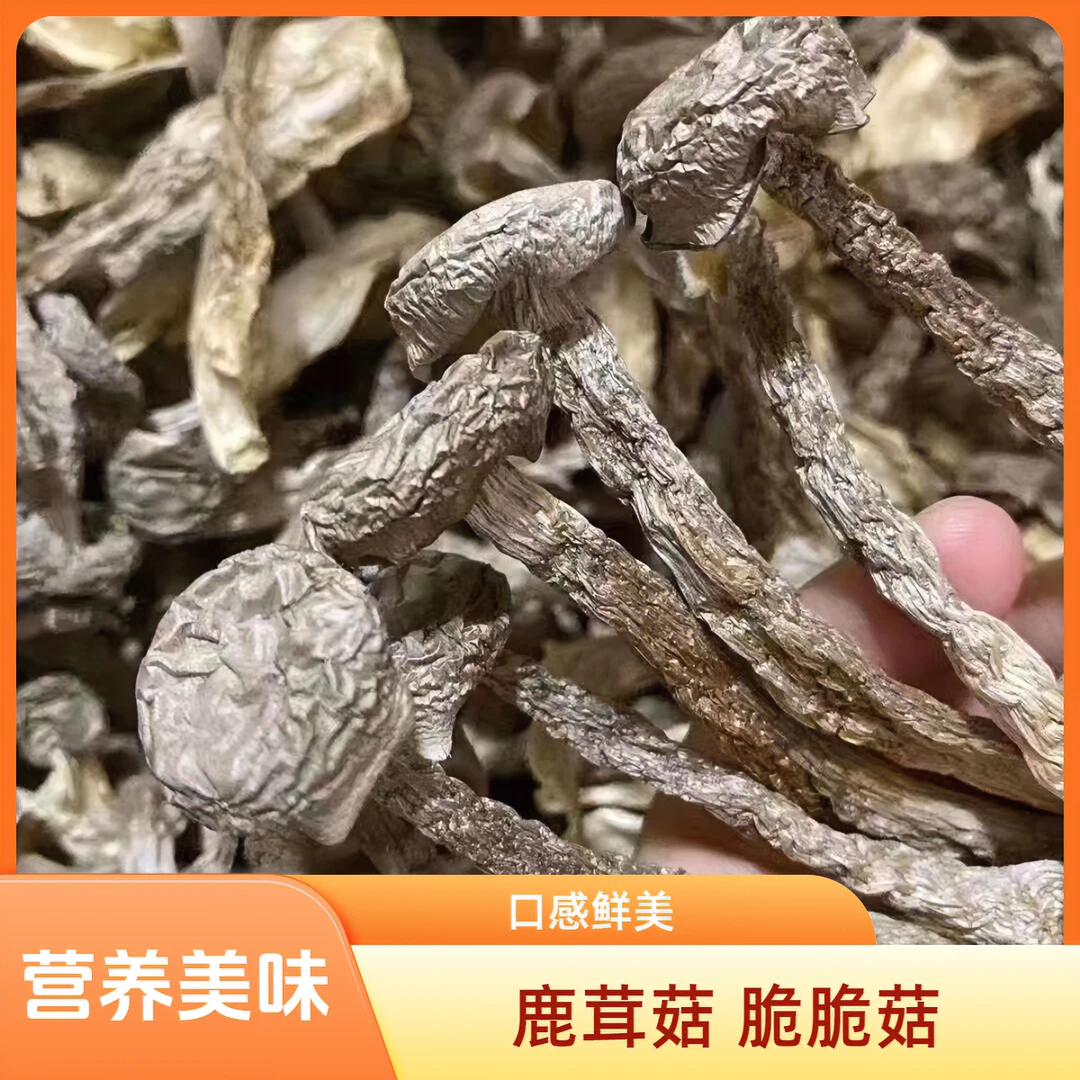 鹿茸菇 脆脆菇 煲汤煎炒油炸均可 500克