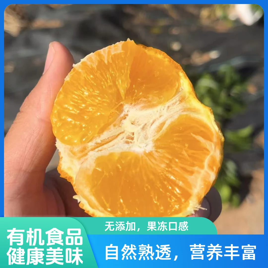 红美人果冻橙礼盒包装皮薄肉厚汁水充足果冻口感