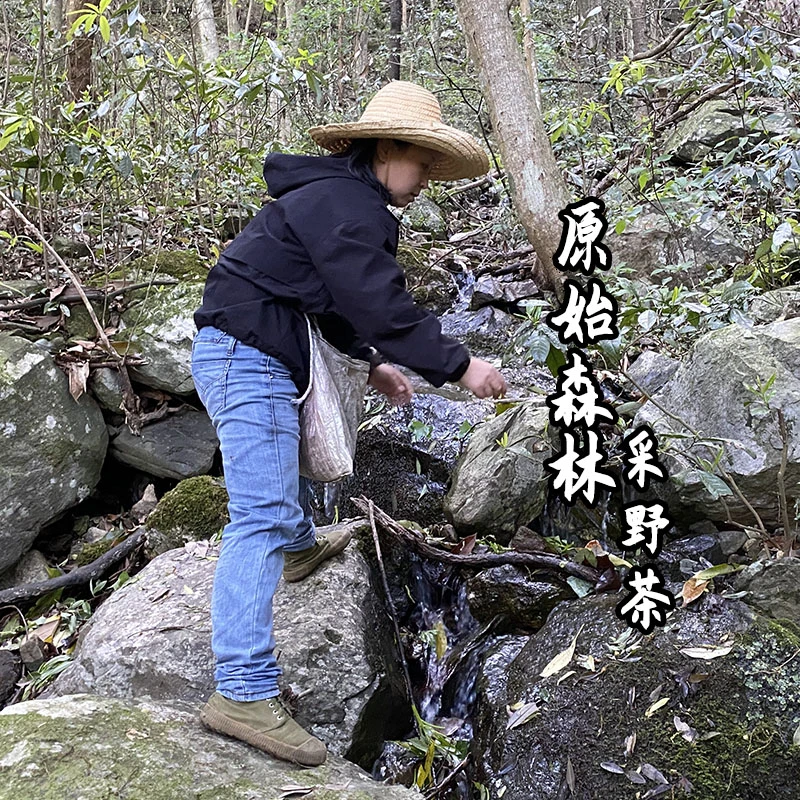 《私房茶》1200米高海拔自然生态野茶香螺花果香    不支持试喝