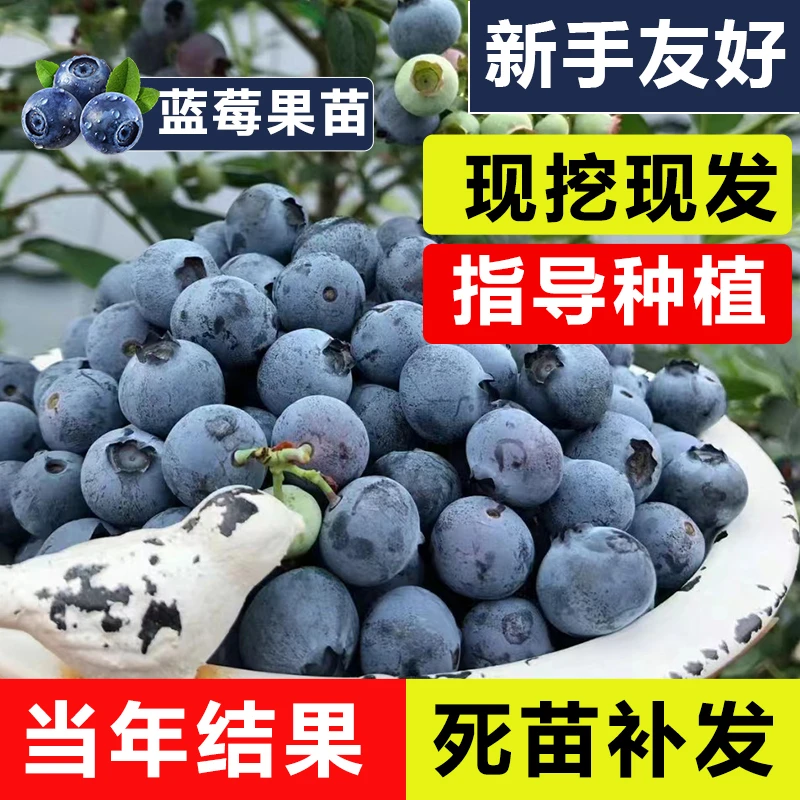 正宗蓝莓树果苗带果花苞蓝莓苗盆栽果苗北方南方蓝色夏季春季种植