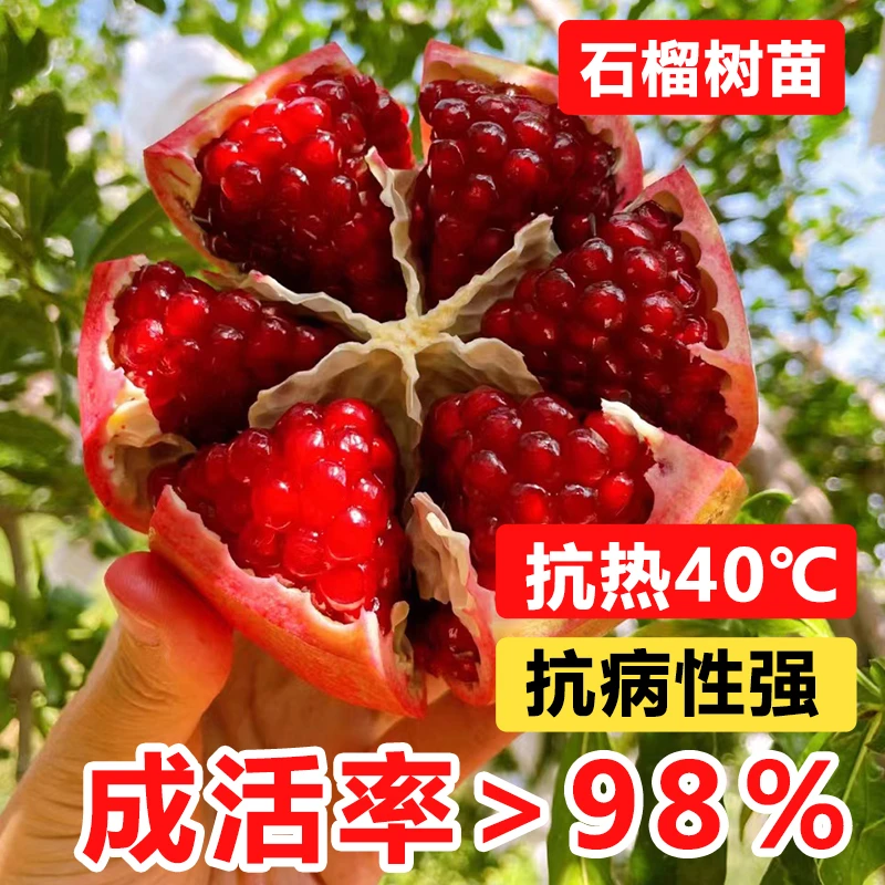 石榴树树苗突尼斯软籽石榴苗无籽甜石榴树盆栽特大带土苗庭院果树