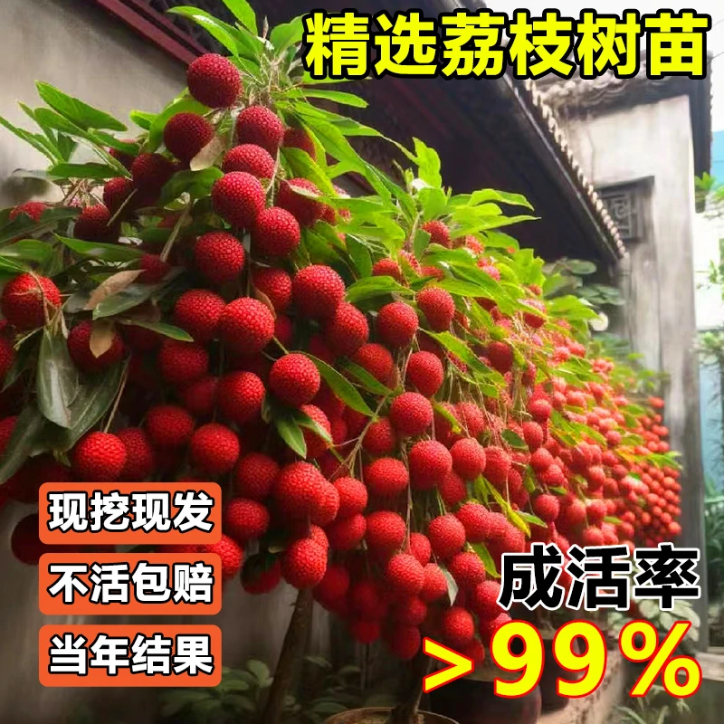 卡质嫁接妃子荔枝苗树当年结果正宗特大无核荔枝树南方果苗带土