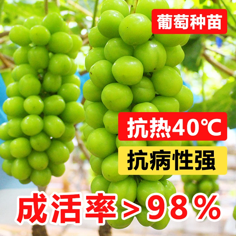 卡质香印晴王葡萄苗阳光玫瑰无核葡萄树苗青提无籽葡萄苗当年结果