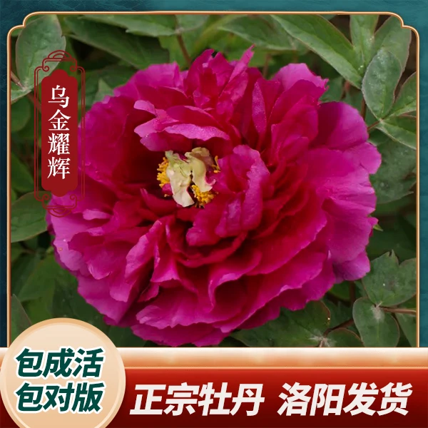 【乌金耀辉】今安牡丹黑色系重瓣大花庭院种植（裸根）保对版洛阳发