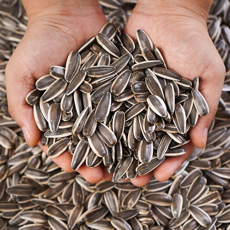 【中颗粒】内蒙古2024年葵花籽新鲜瓜子