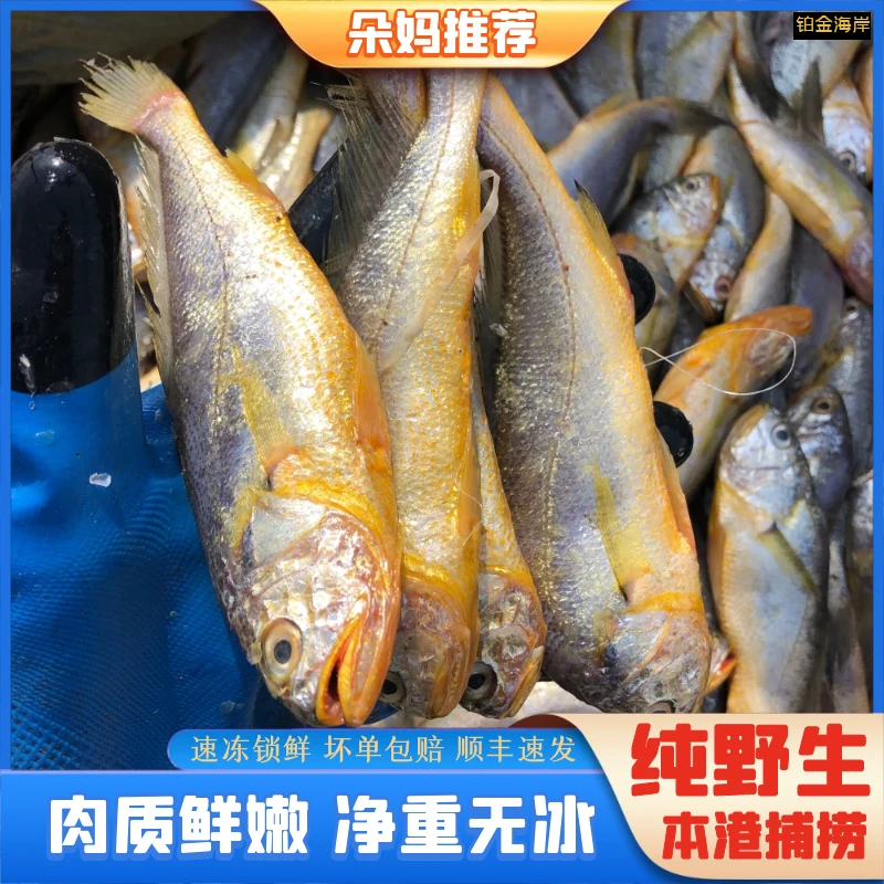 【朵妈】黄海新鲜野生海捕小黄鱼小黄花鱼海鲜顺丰约11条/斤5斤装