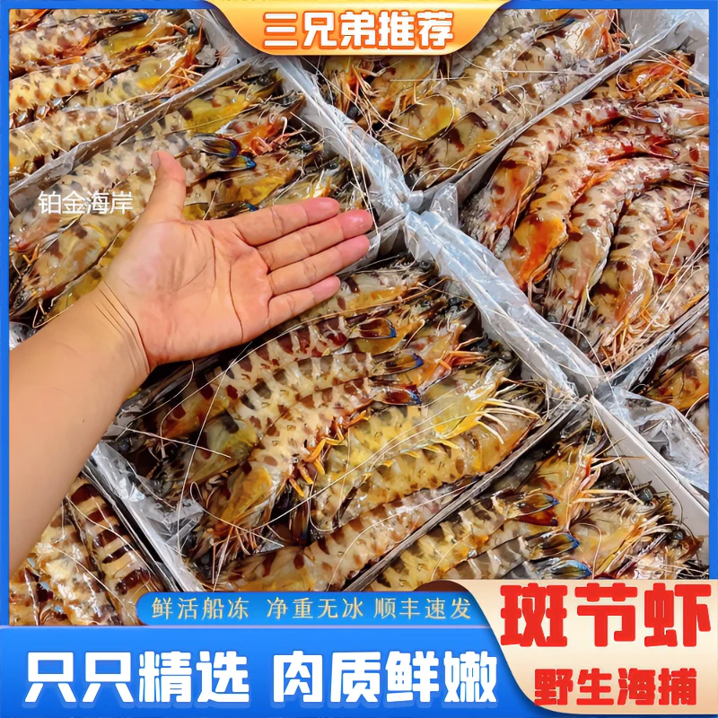 【三兄弟推荐】2030大号纯野生海捕斑节虾竹节虾花虾约30头1000g