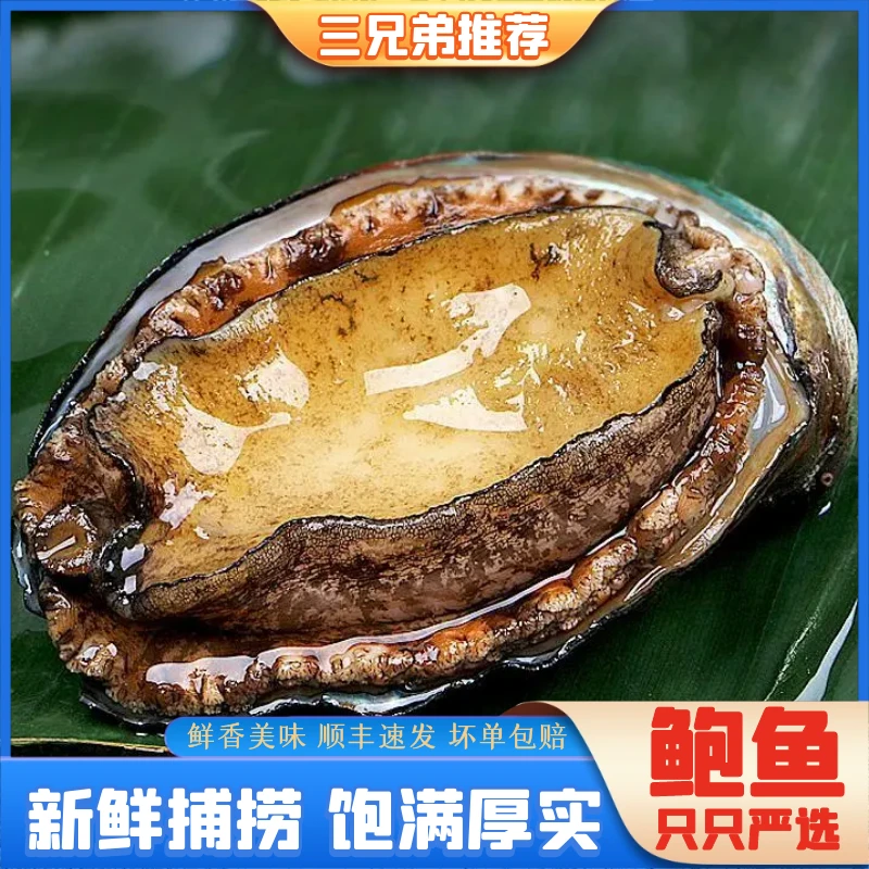 【三兄弟推荐】鲍鱼鲜活速冻10-11头新鲜海鲜水产佛跳墙加热24只