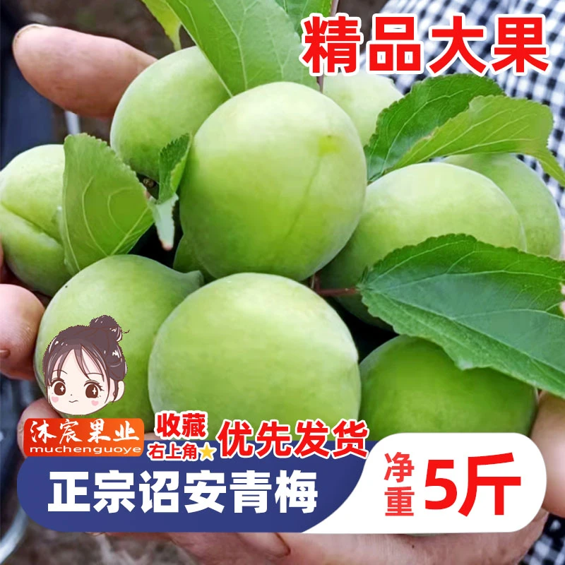 诏安青梅鲜果2024新鲜现摘酸脆梅子酸水果深山泡酒青梅果精品大果