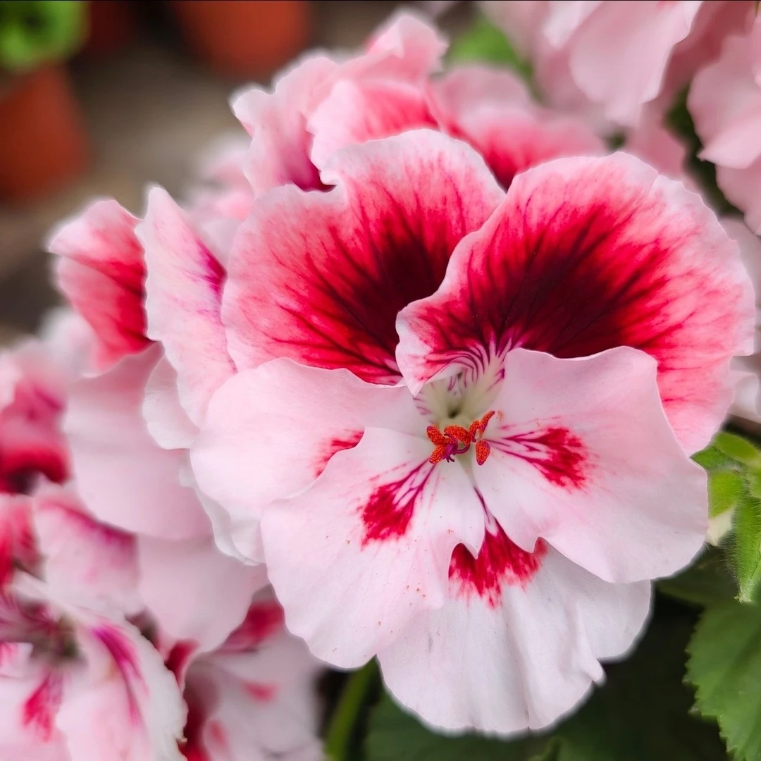 托尼蝴蝶梅天竺葵大花天好养包邮（不要换盆换盆无售后）（