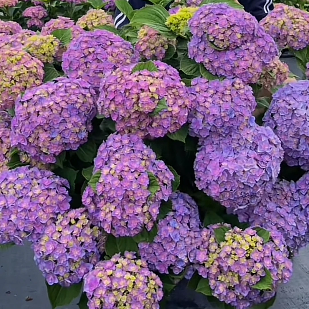 【太阳神殿】5加仑重瓣大花绣球 桩子发货 可做鲜切花绣球