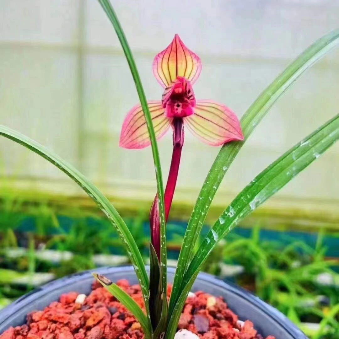莲瓣兰5号红花品种