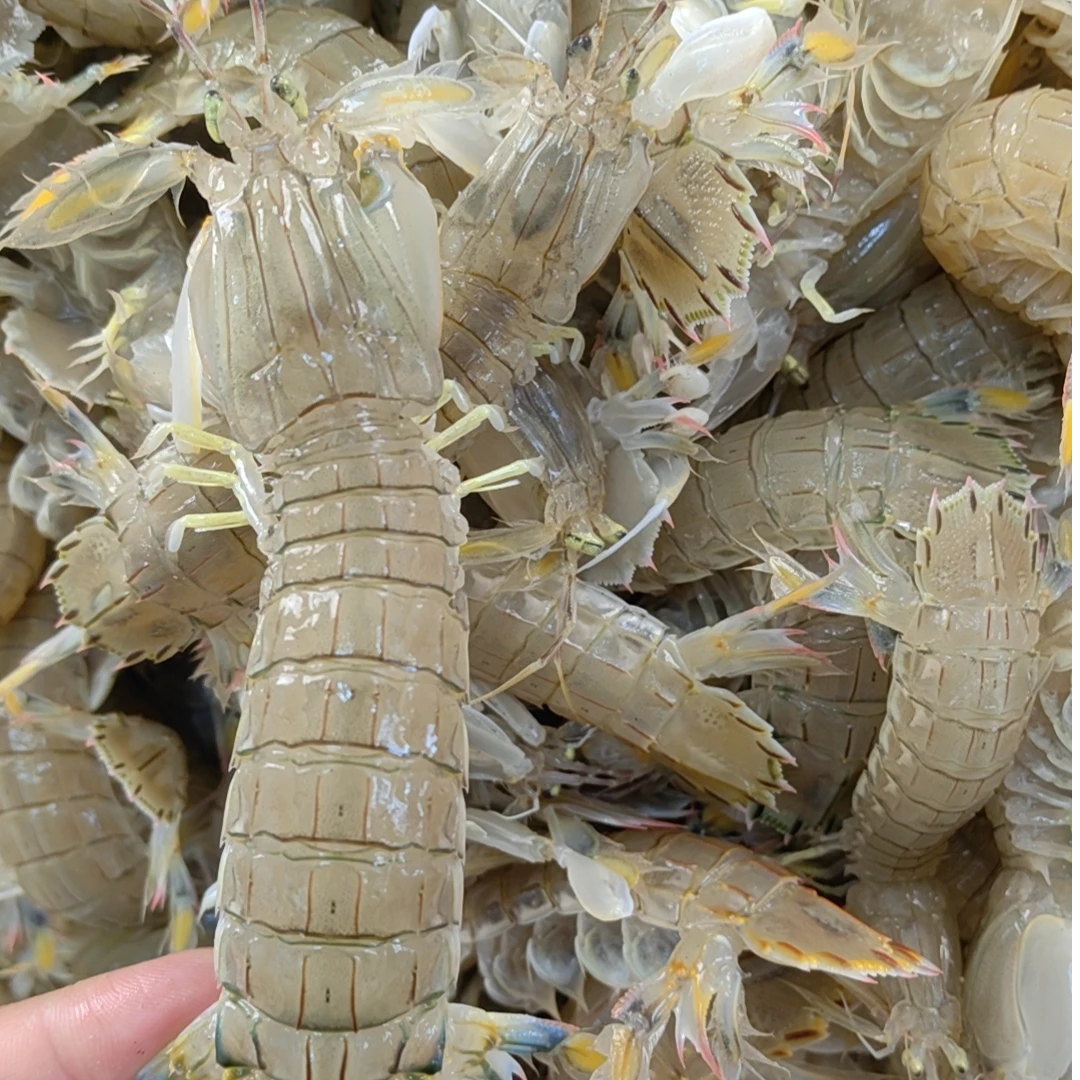 渤海湾新鲜皮皮虾小虾爬子(打火机大小的,介意者慎拍)