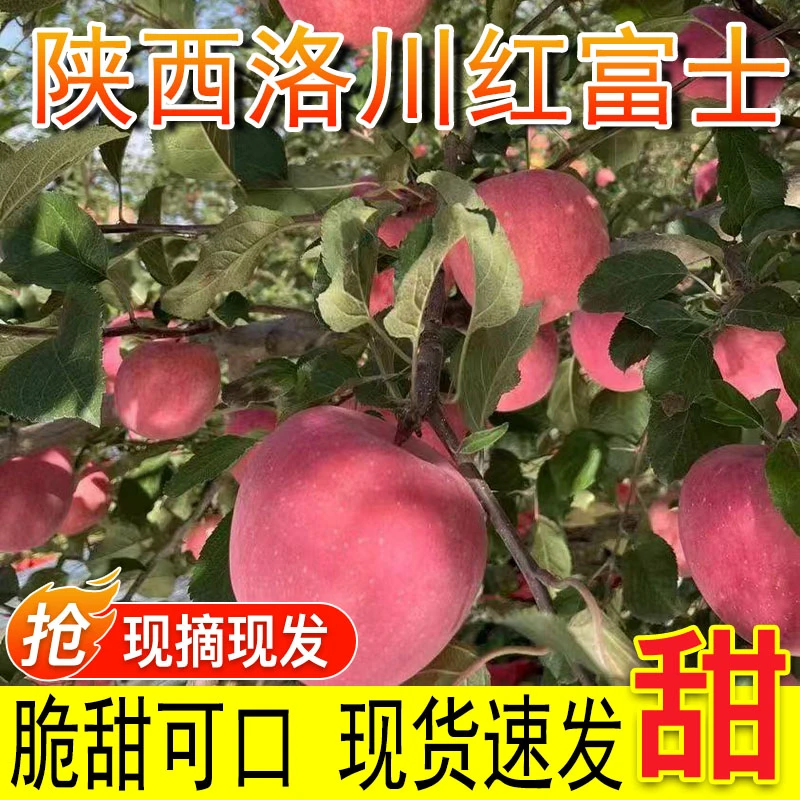 陕西红富士苹果现摘新鲜水果当季脆甜多汁可口丑平果应季时令大果
