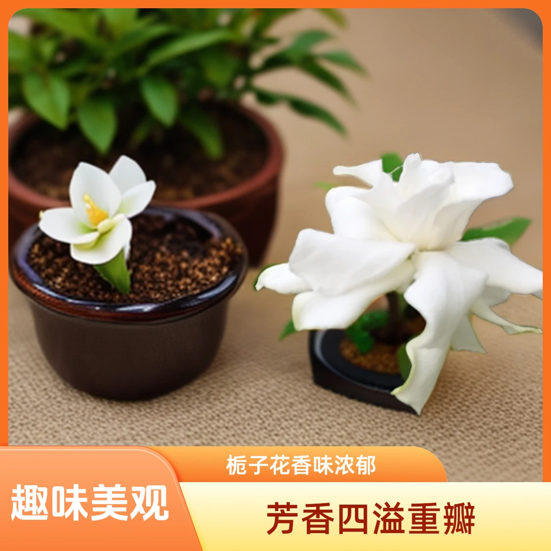 花叶雀舌栀子花香味浓郁重瓣天然树型独杆盆景