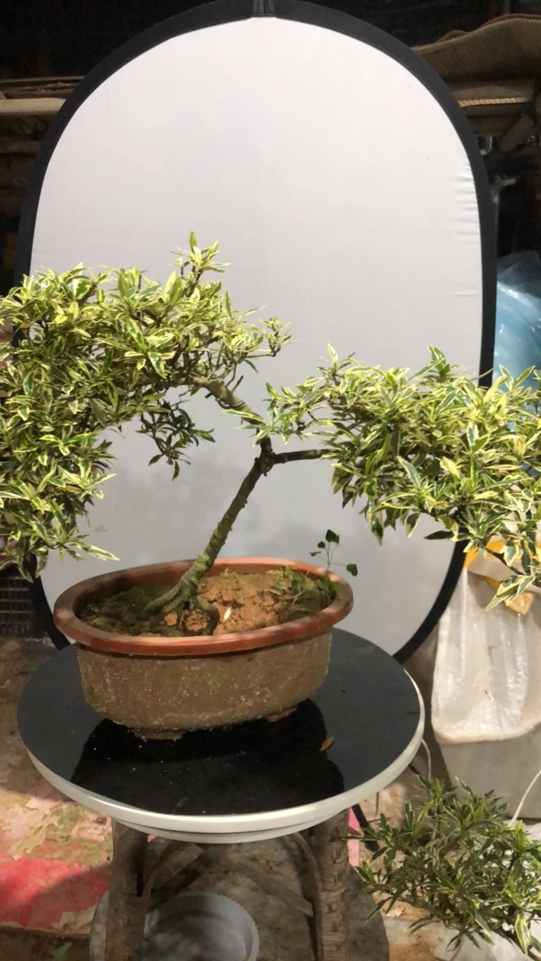 花叶雀舌栀子花原生枝干大苗盆景树型浓香四溢重瓣