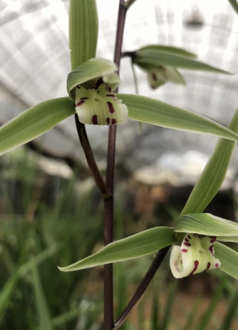 细叶寒兰浓香型带花苞发货直立室内盆栽各种十大名贵兰花苗绿植卉