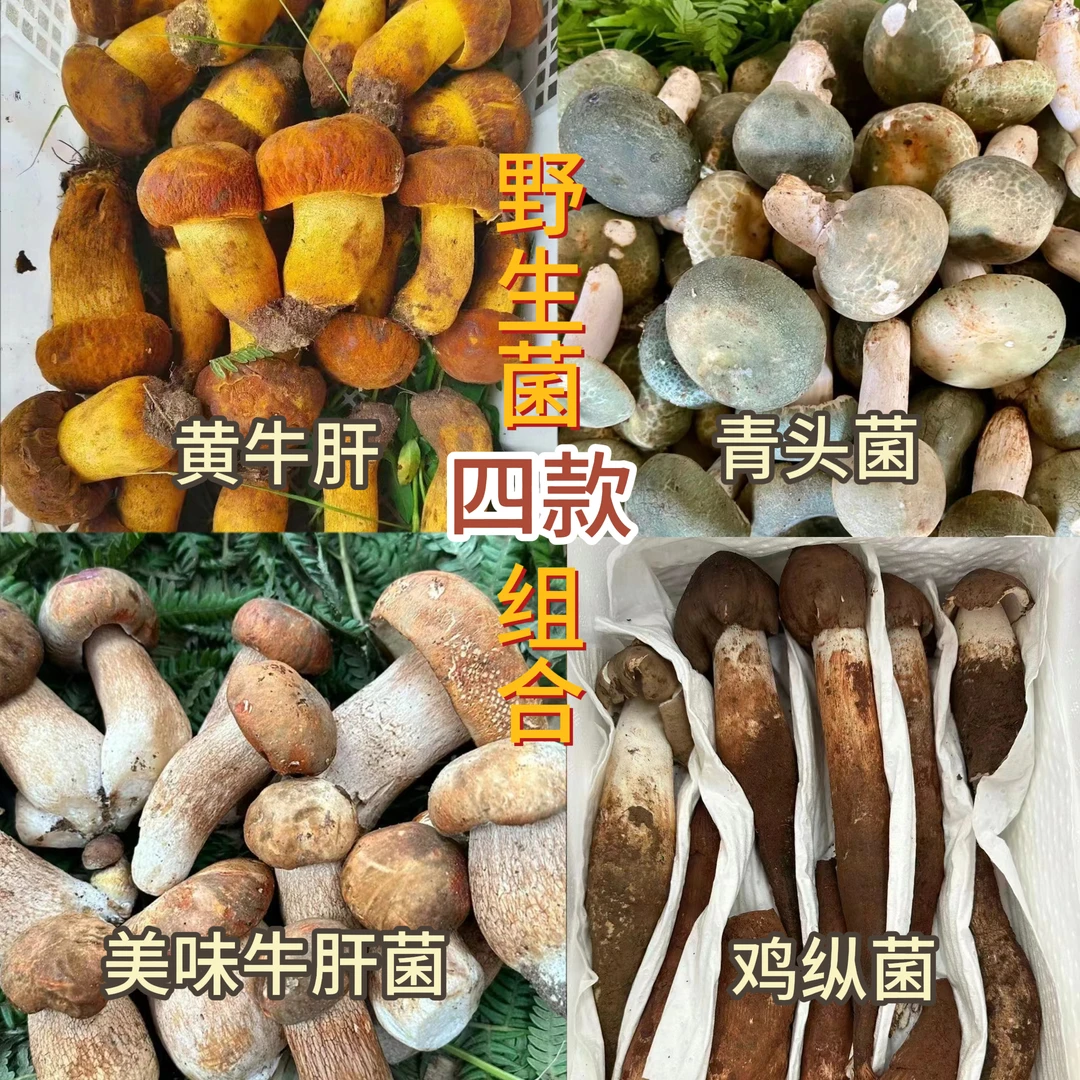四种纯野生菌拼盘  500g 菌小侠品牌