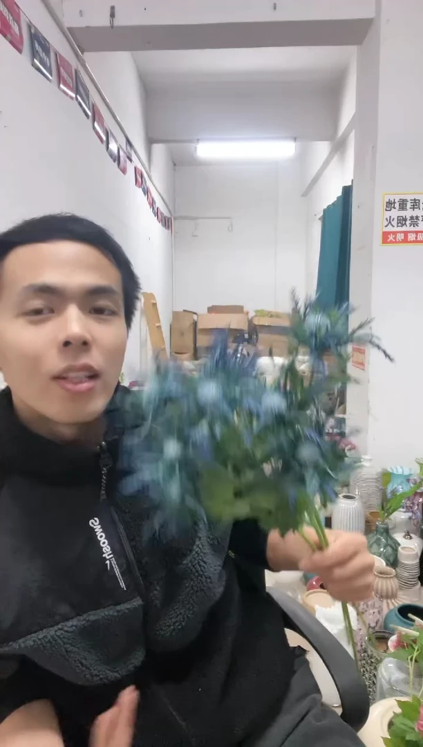 【闪购商品】3蓝刺芹
