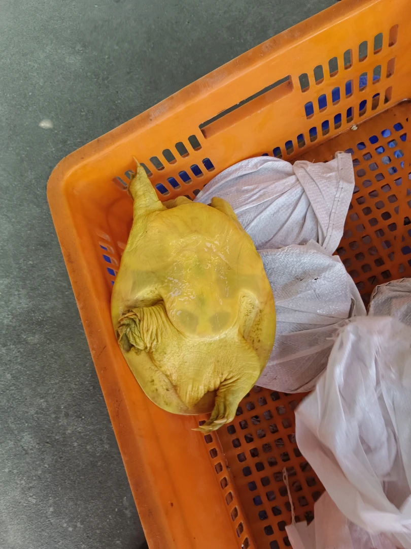 外塘发货生态甲鱼鲜活水鱼，湖泊放养老甲鱼食用农产品家乡活甲鱼