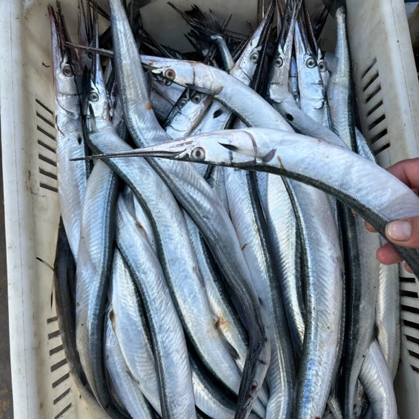 野生海捕针良【针良鱼】4斤4-5条装顺丰包邮