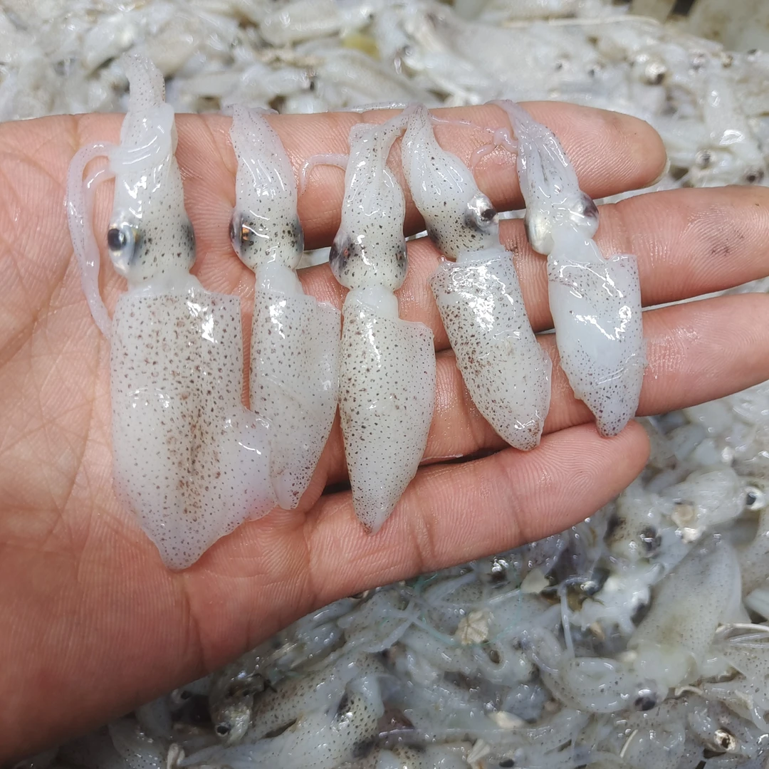野生海捕海兔个别有沙子【钓鱼专用海兔】4斤装顺丰包邮 速冻 发货