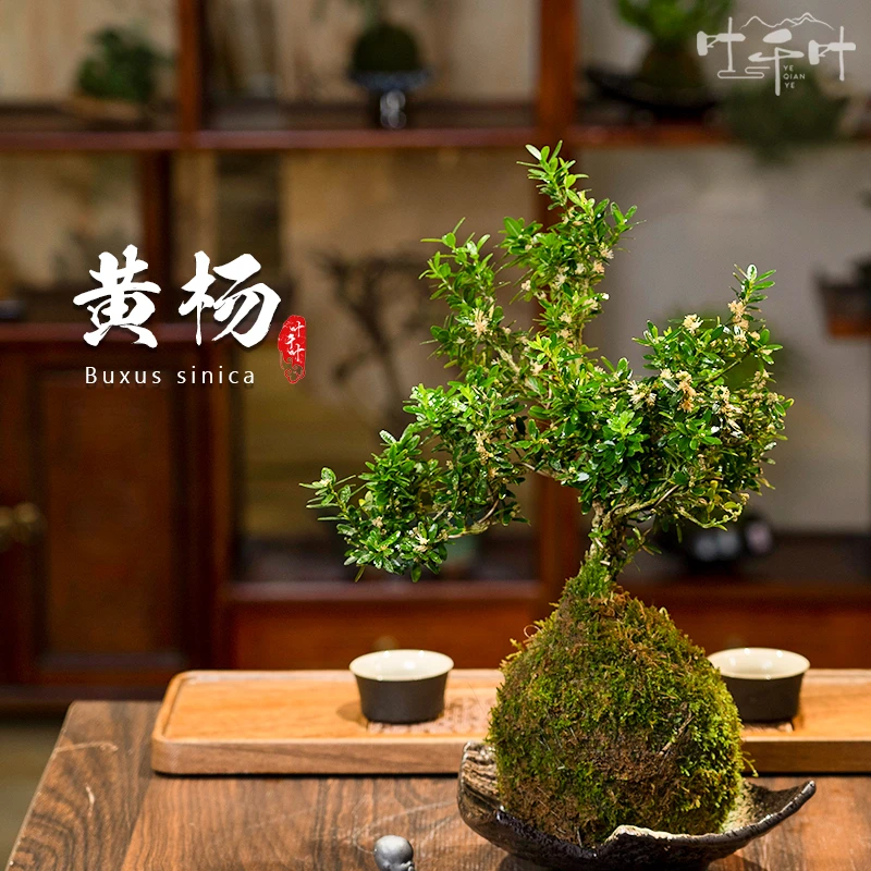 小叶黄杨雀舌迷你苔藓球微盆景可开花