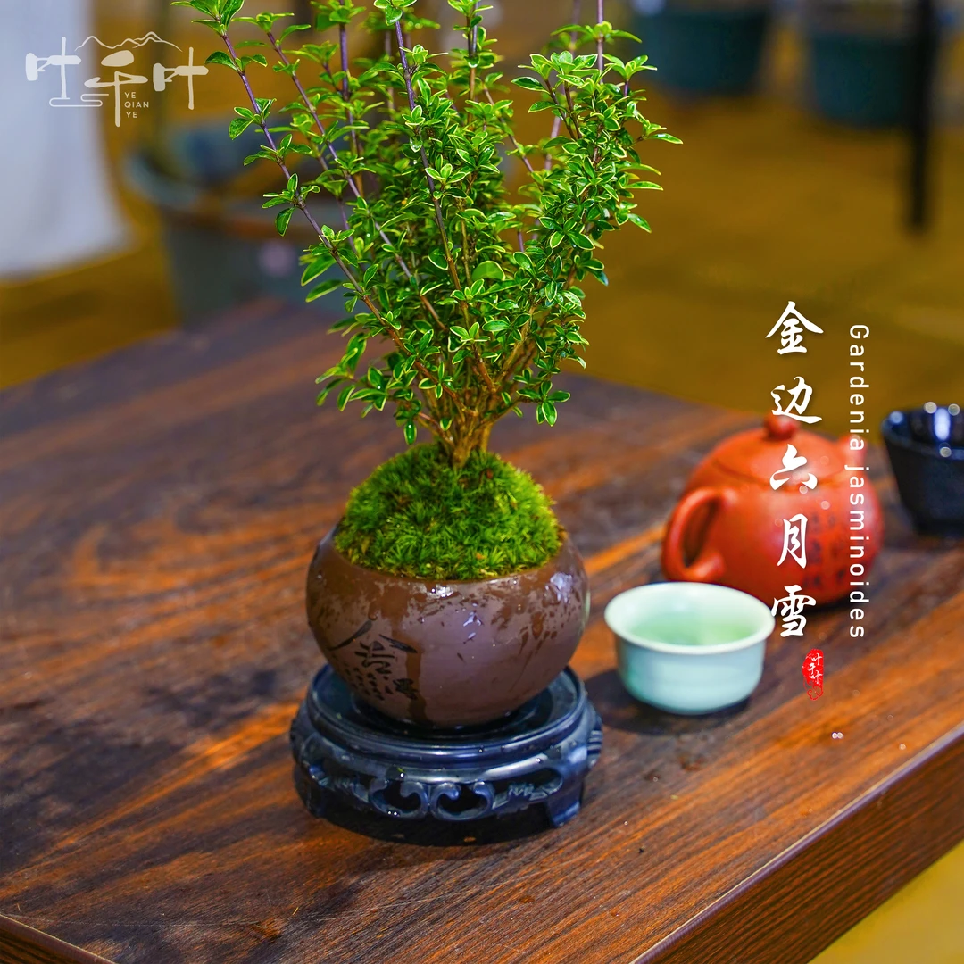 金边六月雪盆景茶桌禅意室内窗台小绿植物