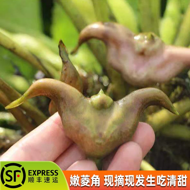 洪湖嫩菱角菱角菱角米菱角果现摘新鲜去壳炒菜菱角现摘菱角莲角