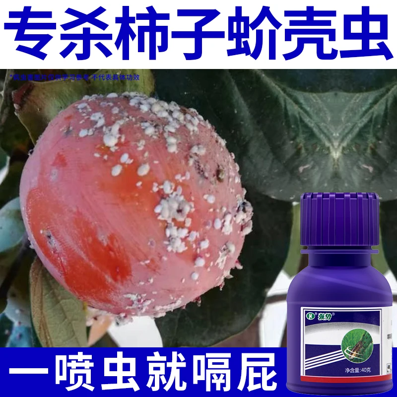 柿子树生病生白点蚧壳虫农药杀虫剂苹果多肉菊花苦菊小金桔杀虫剂