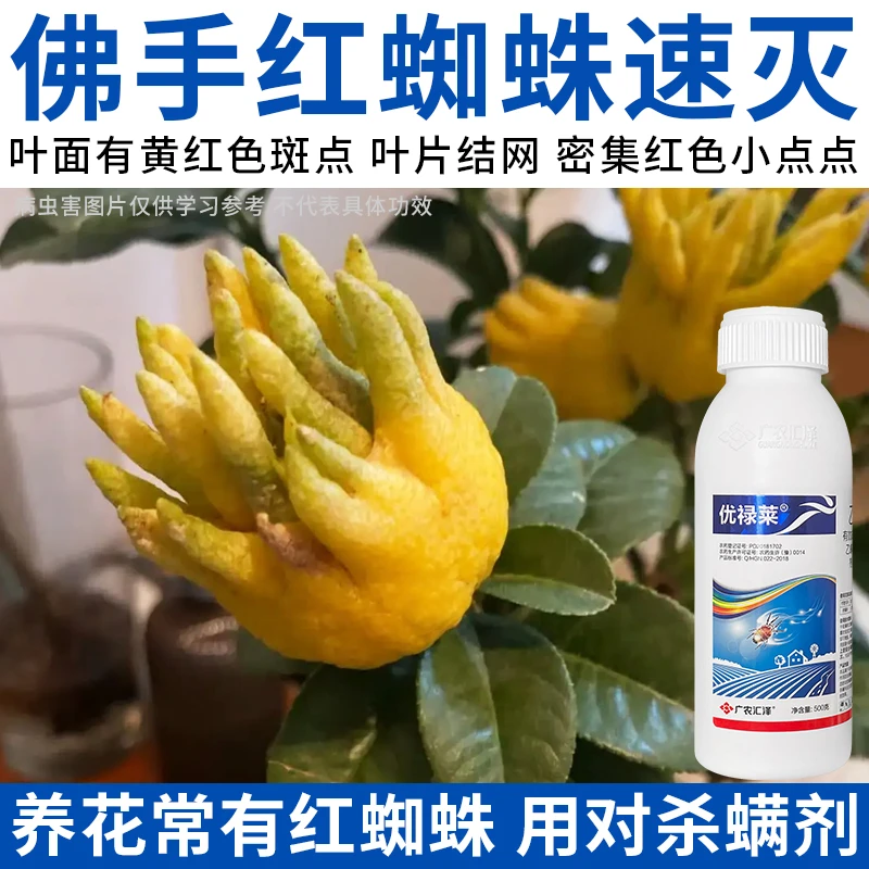 【佛手红蜘蛛专用药】叶片结网有黄褐色红色斑点红蜘蛛杀虫杀螨剂