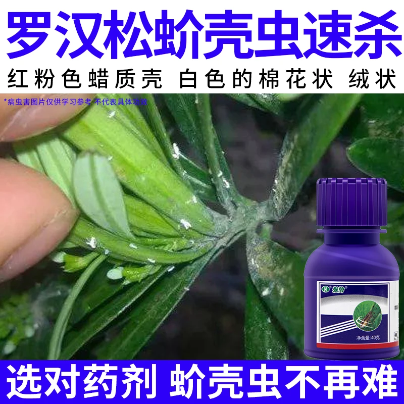 【罗汉松蚧壳虫速杀】蚜虫腻虫小黑虫白粉虱天牛园艺绿植杀虫剂