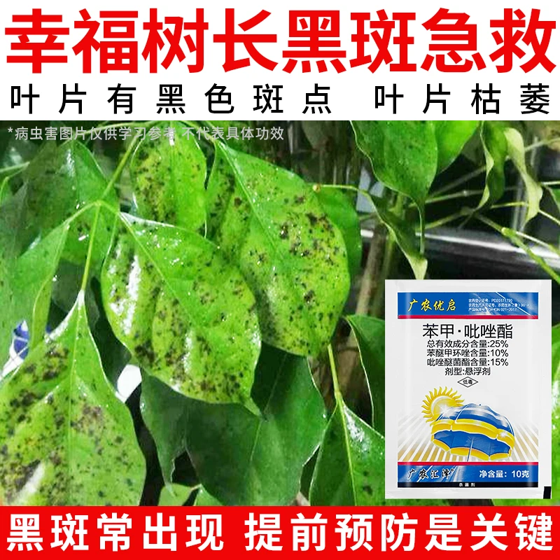 【幸福树长斑急救】苯甲吡唑酯植物叶子防病茶花叶斑黑斑炭疽病