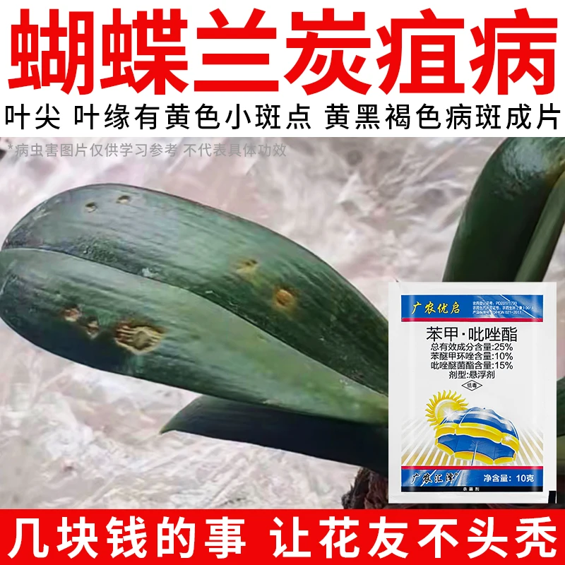 蝴蝶兰炭疽病速治苯甲吡唑酯鹅掌柴球兰叶尖叶片有褐色斑黑斑白粉