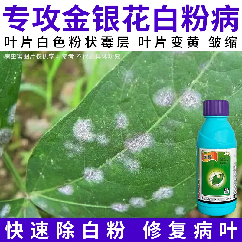【金银花白粉病速治】50%硫磺白粉病疮痂病小麦黄瓜农药杀菌剂